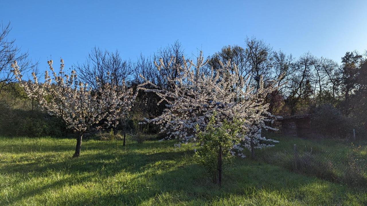 Grande Maison Carpediem, Le Calme A La Campagne Cassaignes Extérieur photo